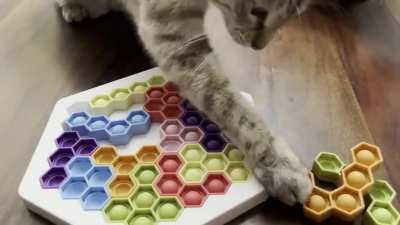 I am trying to do this puzzle (meant for small children 😬) and my cats think I&rsquo;m an idiot. Their strategy is probably better anyway!