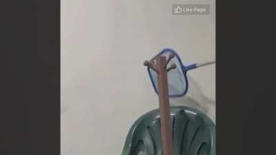 frog goes brrr
