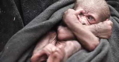 She's here! Nadiri gave birth to a daughter at Seattle's Woodland Park Zoo!