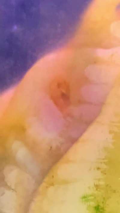 Shhh Nail