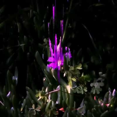 What a strange flower?