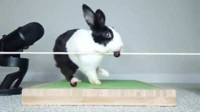 rabbit rule