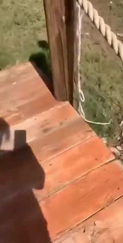 one dramatic cat