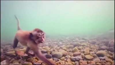Водолазы