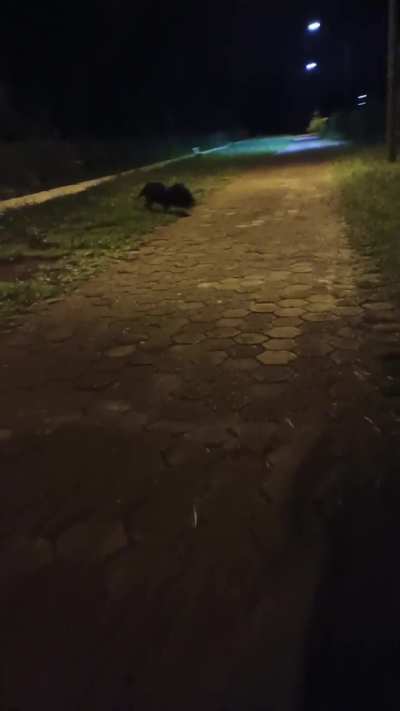 I saw this guy in my neighboorhood when taking a night walk a few days ago