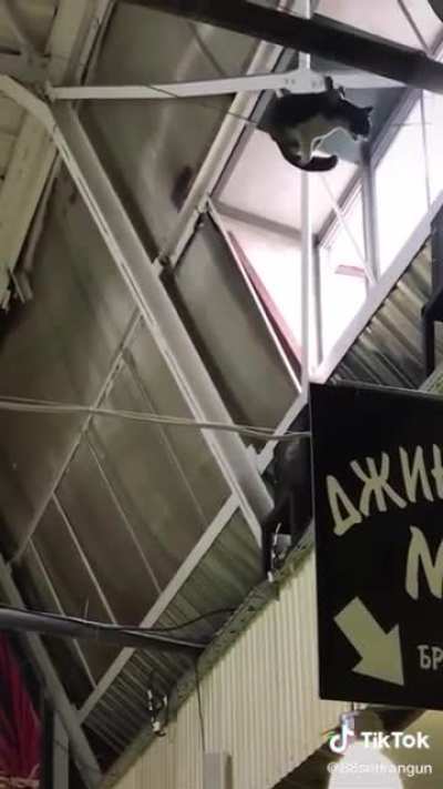 Мохнатый акробат