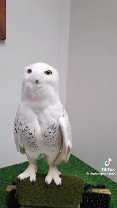 Can I get a hoo?