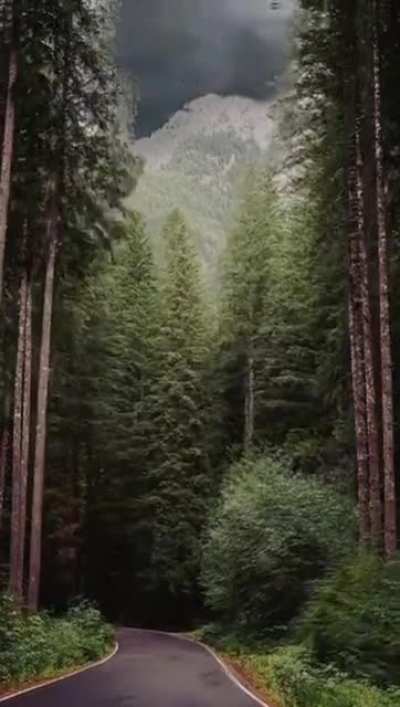 These are the kind of trees I like