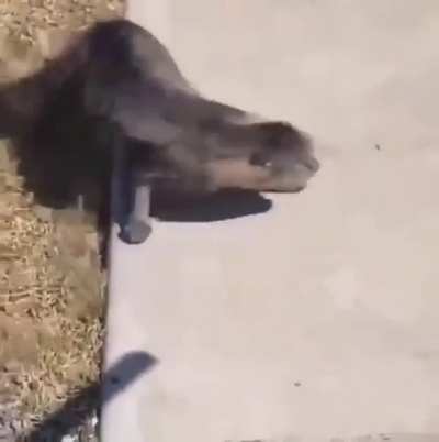 cat on wind