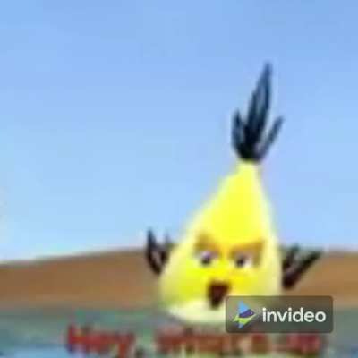 what da bird doin