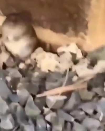 Hiding from the cat