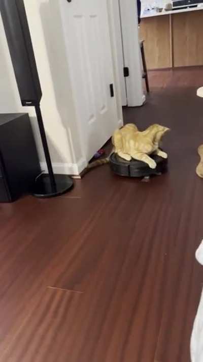 Roomba Fun!