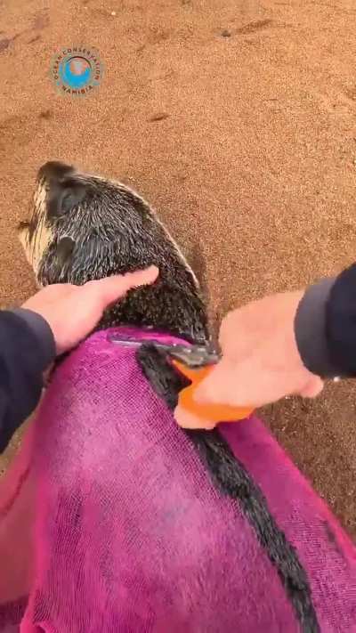 A sea animals hater restrain a seal with a plastic net to immobilize the poor creature!