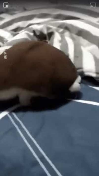 Vc j&aacute; viu muita coisa hj, que tal ver um gato que acha que &eacute; uma tartaruga?