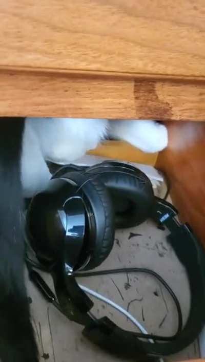 If I leave my drawers open, Snorkels climbs in so fast. It's her favorite trap.