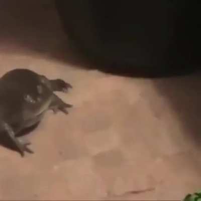 The hunter has become the hunted