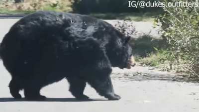 One hell of a black bear