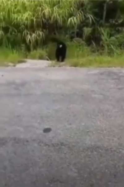 Imagine seeing this coming out of the jungle by torch light.