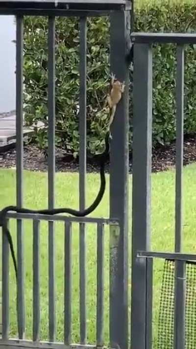 The Great Escape