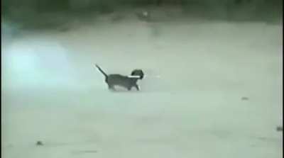 Who's a good bo... Oh shit! Run!