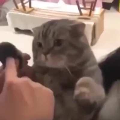 Cat paw telephone