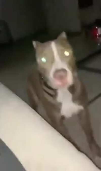 Don&rsquo;t scare your dogs people
