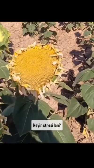 Ay &ccedil;i&ccedil;eğine s&ouml;ven adam