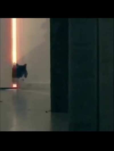 Look what the cat dragged it