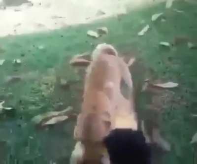 Imagina sai um h&iacute;brido do menino entre humano e cachorro