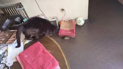 Echo al gato, o adopto al rat&oacute;n?
