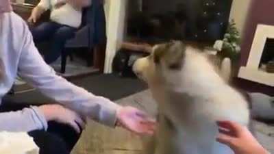 The most well enunciated woof in history
