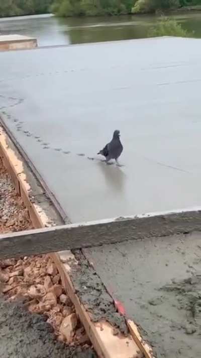 Yes, just another reason to hate Pigeons.
