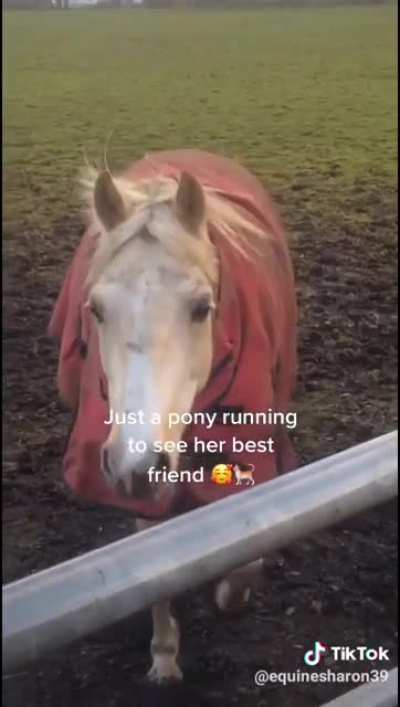 Horse &amp;lt;3 Cat