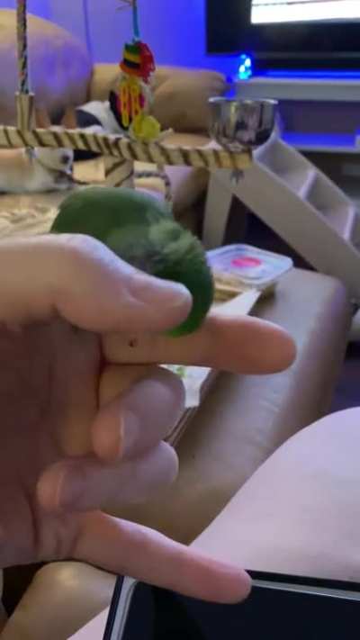 Must scritch spicy jalapeño