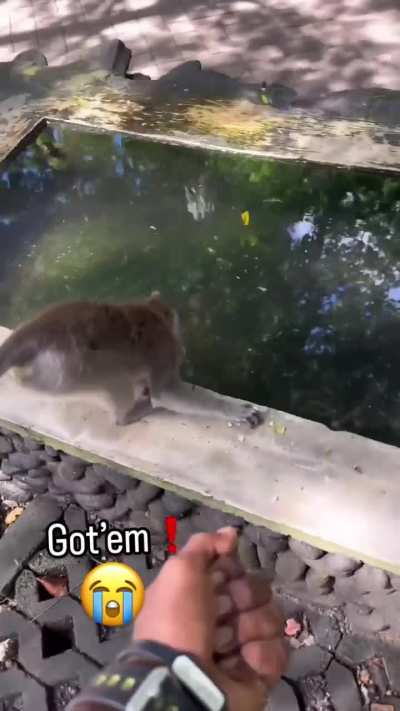 Angry Monke