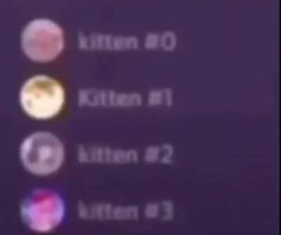Kitten 2