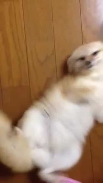 Fenn doin a wiggle