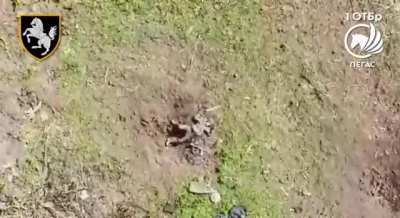 Ukraine's 1st Tank Brigade "Pegas" ("Pegasus") drone team used munition drops to target numerous Russian infantrymen in trees, fields, and residential ruins. [Reupload/typo fix] Published August 15, 2024