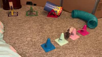 My awesome pet rat Butter doing a fun agility course!