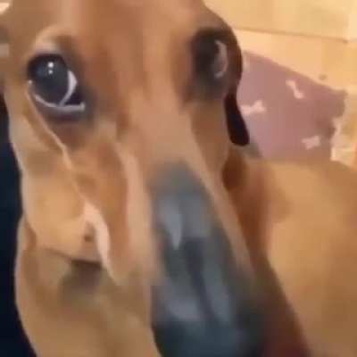 Red Sus OMGOMGOOMGON &ldquo;When you're trying to guess who is lying&hellip; that's the part that gets people very excited.&rdquo; The popularity of the game has spawned popular memes such as &ldquo;Red is sus&rdquo;, which came about because of the stereotype that the red crewmate is 