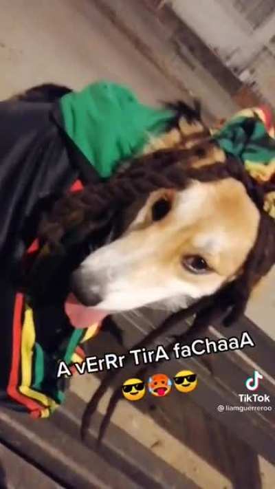POV: SI ORSLOK TUVIESE PERRO