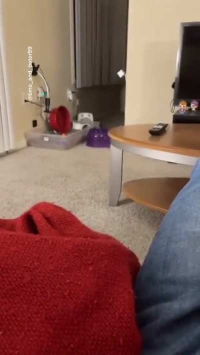 Ever seen a hedgehog in airplane mode?