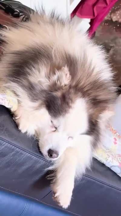 Milo🩵🐶🐾