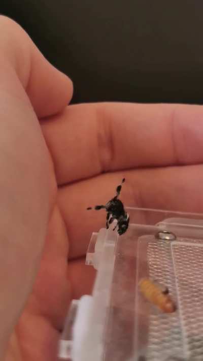 Onyx first jump