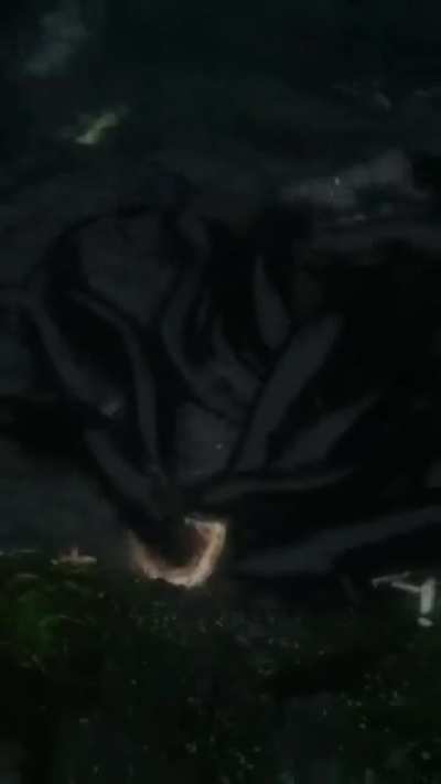 pizza.webm