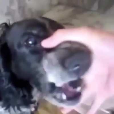 perro