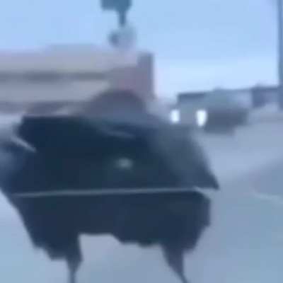bird