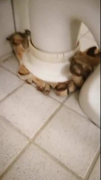 Shrooms