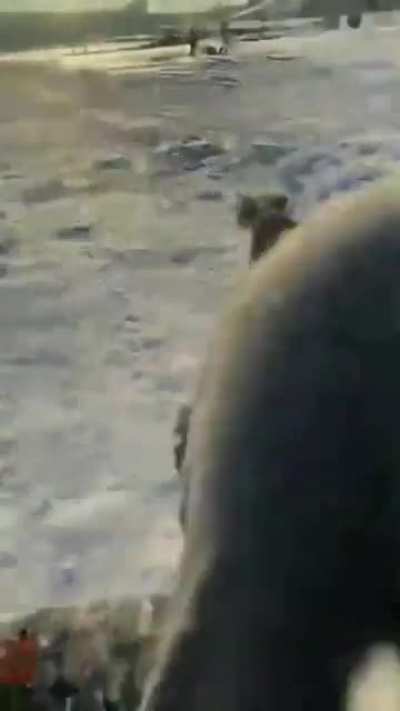 Doggo wants to race down a slope and the camera man never loses him out of site
