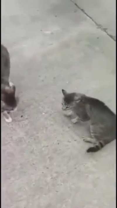 the man who separates the fighting cats by pretending to be dogs